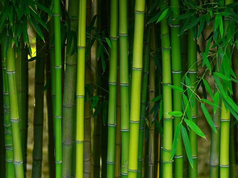Bamboo Shoots - Adair's Brunnerville Flooring in the Lititz, PA area