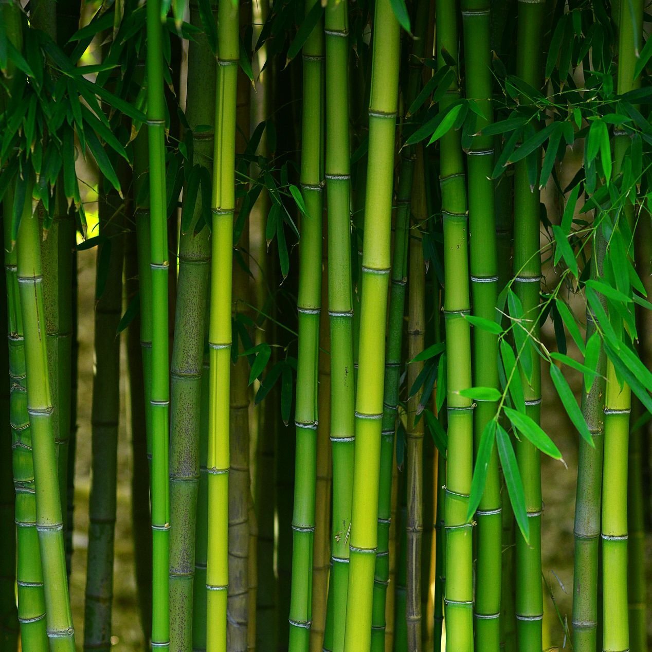 Bamboo Shoots - Adair's Brunnerville Flooring in the Lititz, PA area